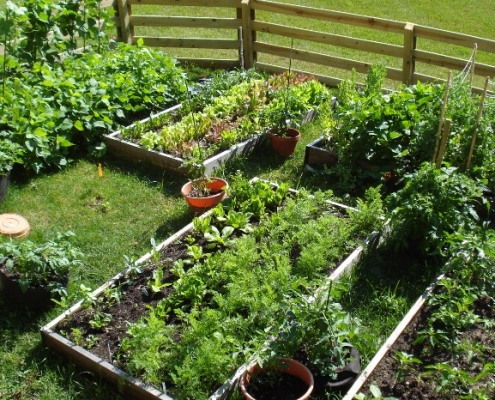 A garden with raised beds