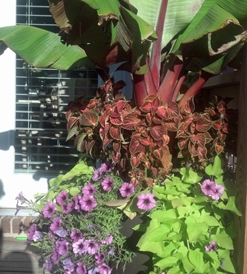 Patio accent pot with large plants