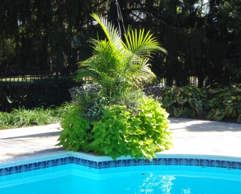 Flourishing plants in a pot near a pool