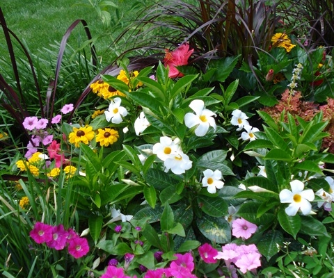 Flowers blooming in a vibrant garden
