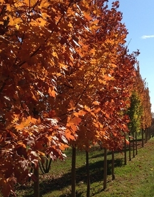 Landscape trees changing color in Louisville, Kentucky