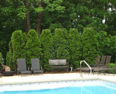 A tree privacy fence next to a swimming pool